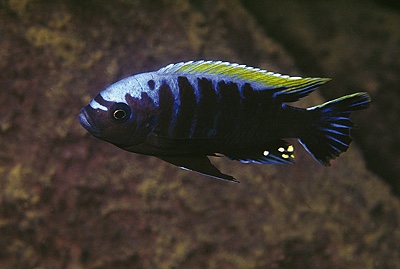 Cynotilapia aurifrons 'Nkhata Bay'
